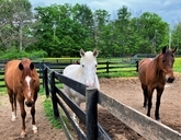 Joey, Majesty, and Teddy Bear